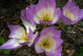 Colchicum - Herbstzeitlose