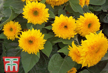 Sonnenblumen