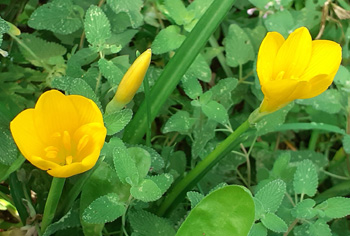 Sternbergia - Goldkrokus