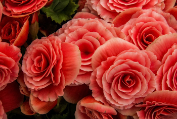 Begonia - Knollenbegonien