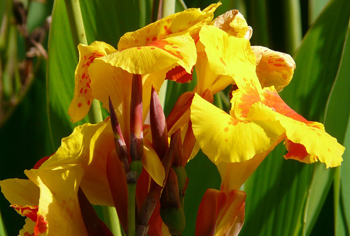 Canna indica - Indisches Blumenrohr