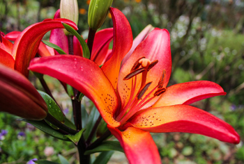 Lilium - Lilien