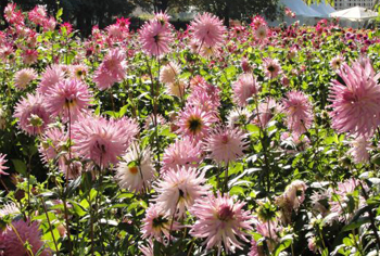 Dahlia - Dahlien
