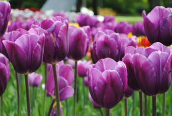 Einfachblhende spte Tulpen