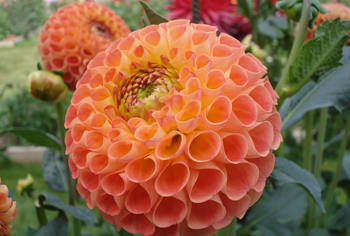 Pompon-Dahlien