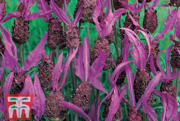 Kornblumen bis Malven