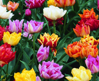 Geflltblhende frhe Tulpen