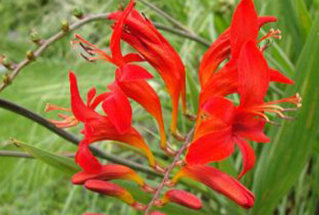Crocosmia - Montbretien