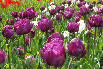 Geflltblhende spte Tulpen