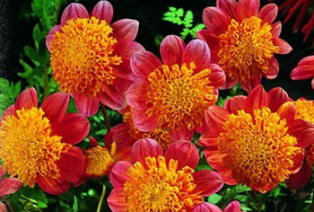 Anemonenbltige Dahlien
