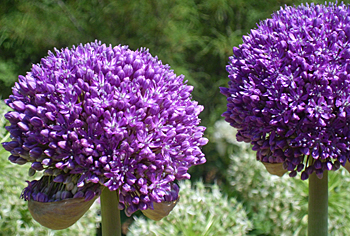 lila Blüten Blumenzwiebeln zum Pflanzen und Verwildern mehrjährig winterhart von Garten Schlüter Allium Bicolor- 25 Zwiebeln Zierlauch/Kugellauch 