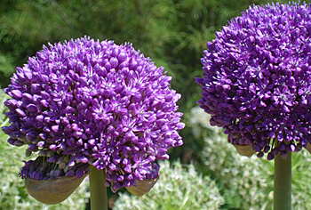 Allium - Zierlauch