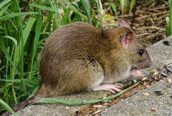 Rodentizide - Ratten- & Musebekmpfungsmittel