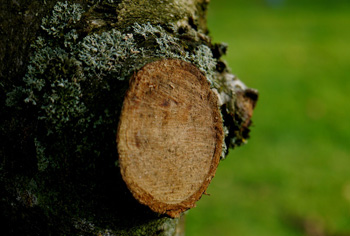 Wundverschlumittel & Baumpflege