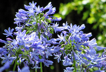 Acidanthera bis Agapanthus