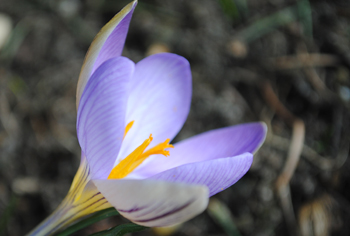 Crocus - Krokusse
