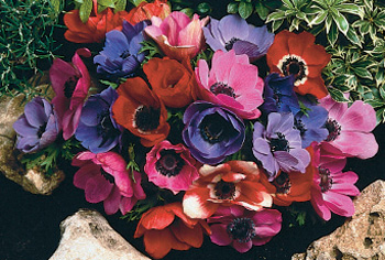 Anemonen