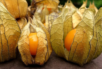 Andenbeere - Physalis peruviana & pruinosa