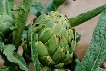 Artischocke - Cynara scolymus