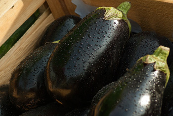 Aubergine - Solanum melongena