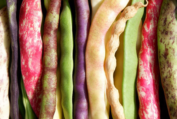 Bohnen / Stangenbohnen - Phaseolus vulgaris var. vulgaris
