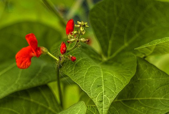 Prunkbohnen / Feuerbohnen Phaseolus coccineus