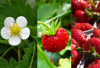 Garten-Erdbeere - Fragaria x ananassa / Wald-Erdbeere - Fragaria vesca semperflorens