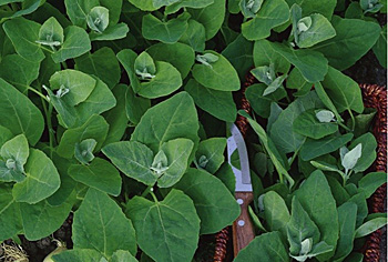 Gartenmelde - Atriplex hortensis