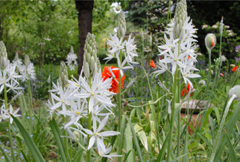 Camassia - Prrielilie / Prriekerze