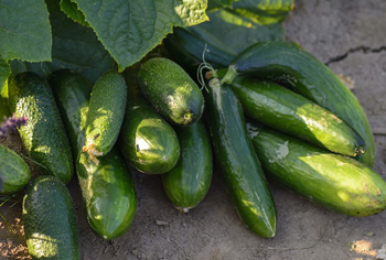 Gurken - Cucumis sativus