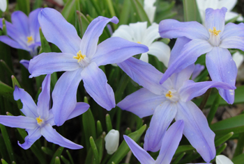 Chionodoxa - Schneestolz