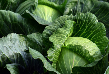 Weikohl - Brassica oleracea var. capitata alba