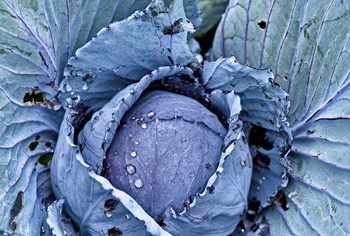 Rotkohl - Brassica oleracea var. capitata rubra