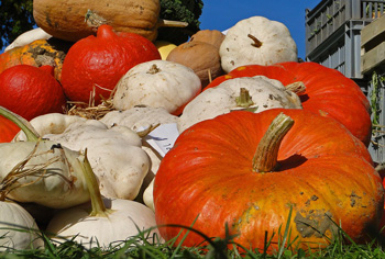 Krbis - Cucurbita