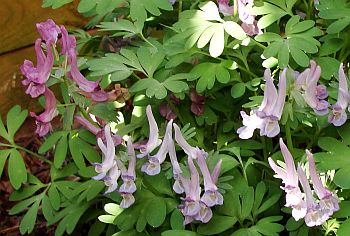 Corydalis - Lerchensporn
