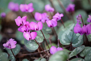 Cyclamen - Wildalpenveilchen