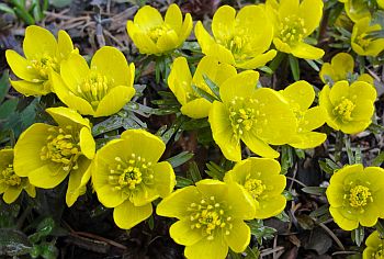 Eranthis - Winterling