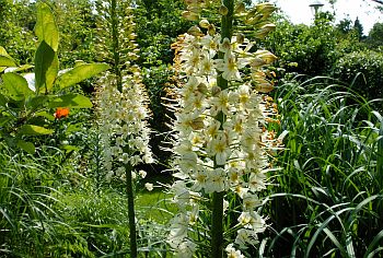 Eremurus - Steppenkerze