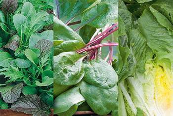 Blatt- und Stielgemse