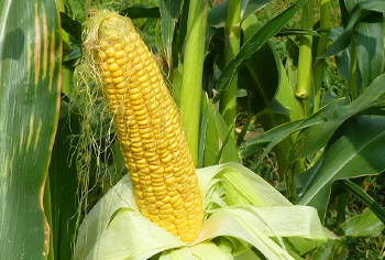 Zuckermais - Zea mays convar. saccharata