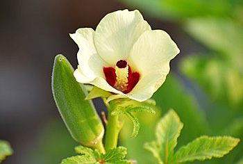 Okra - Abelmoschus esculenta