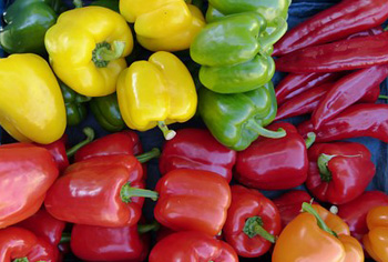 Paprika und Chili - Capsicum annuum und C. frustescens