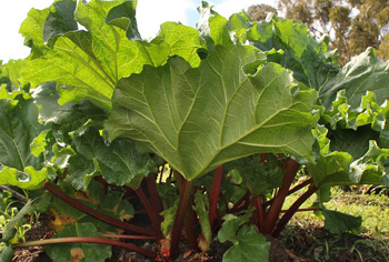 Rhabarber - Rheum rhabarbarum