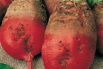 Futterrben - Beta vulgaris var. rapacea