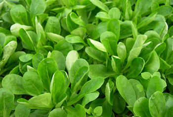 Feldsalat - Valerianella locusta