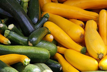 Zucchini - Cucurbita pepo