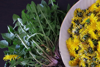 Lwenzahn - Taraxacum officinale hortensis