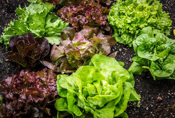 Kopfsalat - Lactuca sativa var. capitata