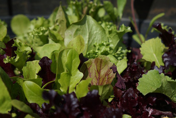 Pflcksalat - Lactuca sativa var. crispa