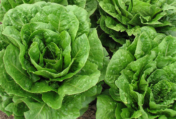 Romanasalat - Lactuca sativa var. longifolium (var. romana)